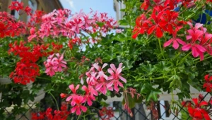 Te kwiaty są odporne na ulewy, wiatr i ostre słońce. Idealne na balkon 