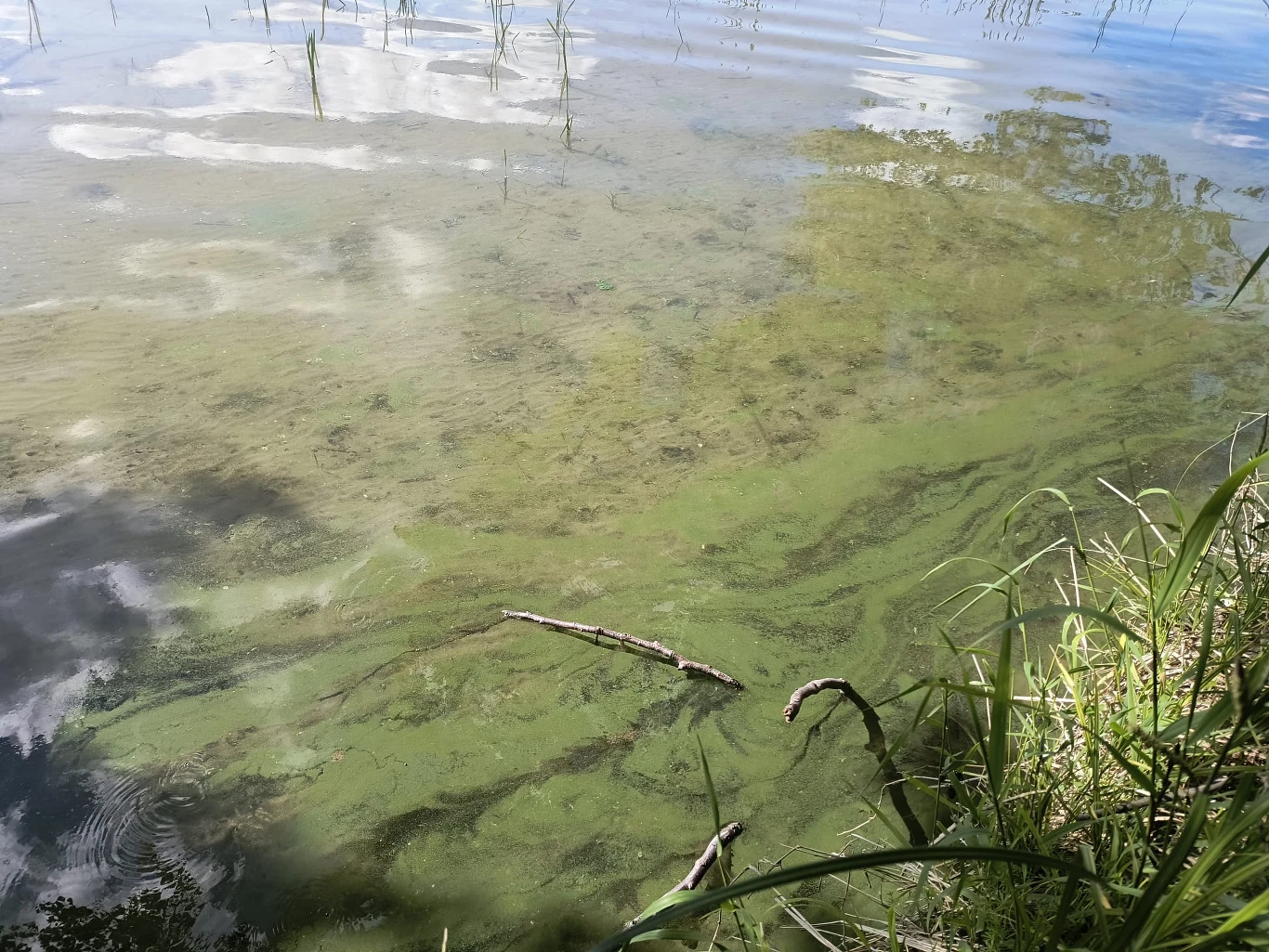 Zielonkawe pasma glonów unoszą się przy brzegu jeziora wśród porastających wodę źdźbeł trawy, a na powierzchni widoczne są refleksy chmur.