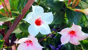 Posadź obok pelargonii. Tworzy kurtynę kwiatów aż do października