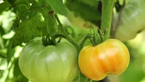 Dlaczego pomidory w czerwcu nie zawiązują owoców? Powodów jest kilka