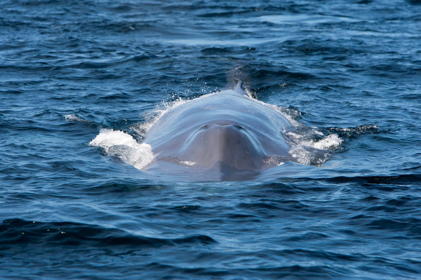Płetwal błękitny jest niezwykle wydajny w odżywianiu się Głowa wieloryba wynurzająca się z powierzchni oceanu, otoczona wzburzoną wodą.