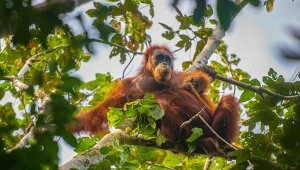 Orangutan tapanulijski to jedna z najrzadszych małp świata