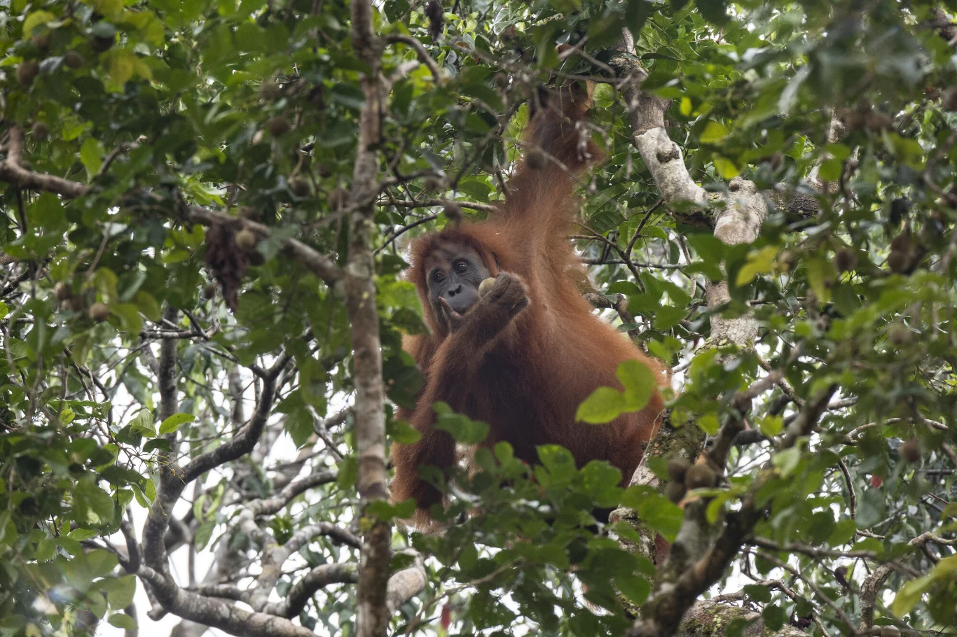 Orangutan wspinający się na gałęziach drzew wśród gęstych liści tropikalnego lasu.
