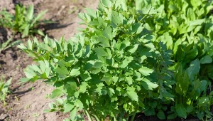 Rozsyp dokładnie pod lubczykiem. Będzie rósł gęsty i aromatyczny