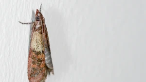 Mole spożywcze zalęgły się w szafkach? Tak pozbędziesz się ich na dobre
