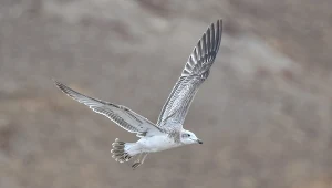Orlica to duża mewa. Ma wielkość kruka. Tu sfotografowana w Pakistanie