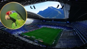 Amazonka krasnogłowa to jeden z endemitów żyjących obok stadionu w Monterrey