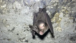 Pokrewny gatunek Hipposideros gentilis. Te nietoperze są bardzo małe 