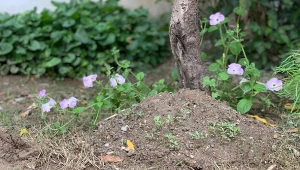 Rozsyp przy mrowisku i na rabatach. Mrówki raz-dwa się wyniosą