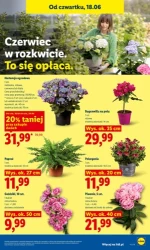 Smacznie, świeżo i taniej - Lidl
