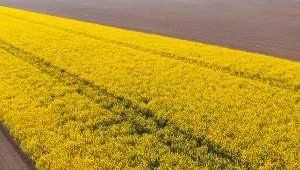 Kolejne uprawy zagrożone suszą. Skala problemu może być jeszcze większa