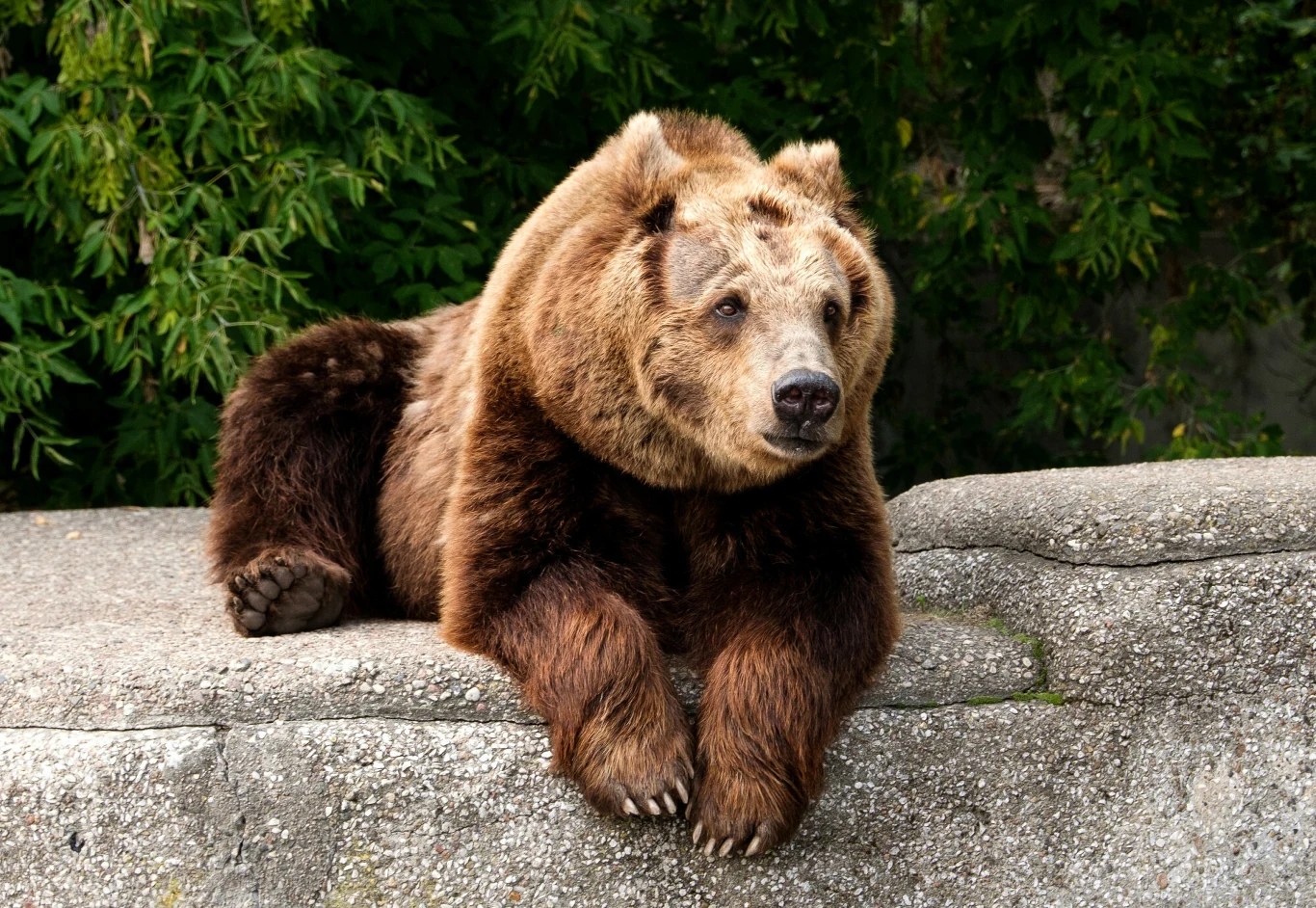 W warszawskim zoo nie ma już ani jednego niedźwiedzia brunatnego Niedźwiedź brunatny stoi przednimi łapami na betonowej platformie, za nim widoczne gęste drzewa w warszawskim zoo.