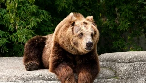 W warszawskim zoo nie ma już ani jednego niedźwiedzia brunatnego