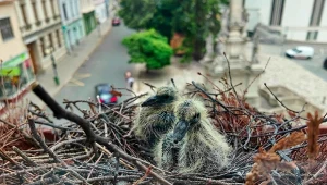 Ptak założył gniazdo na parapecie. Co grozi za jego zniszczenie?