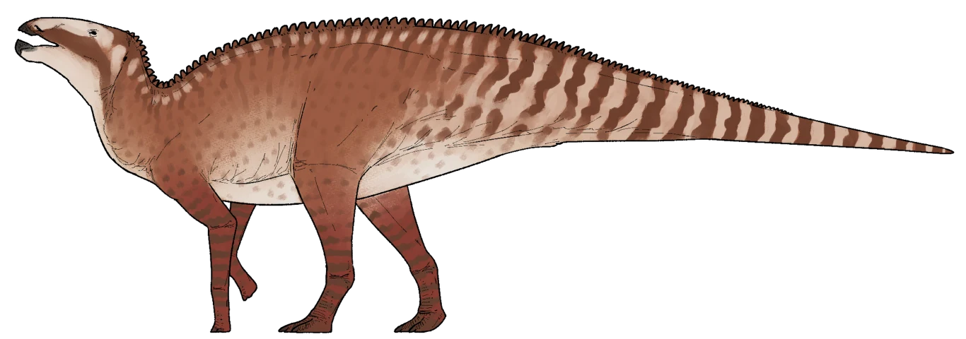 Kryptohadros kallaiae nie był duży jak na hadrozaury Duży dinozaur o masywnym ciele, długim ogonie i charakterystycznym paskowanym umaszczeniu na grzbiecie, z krótkimi przednimi łapami oraz mocnymi tylnymi nogami.