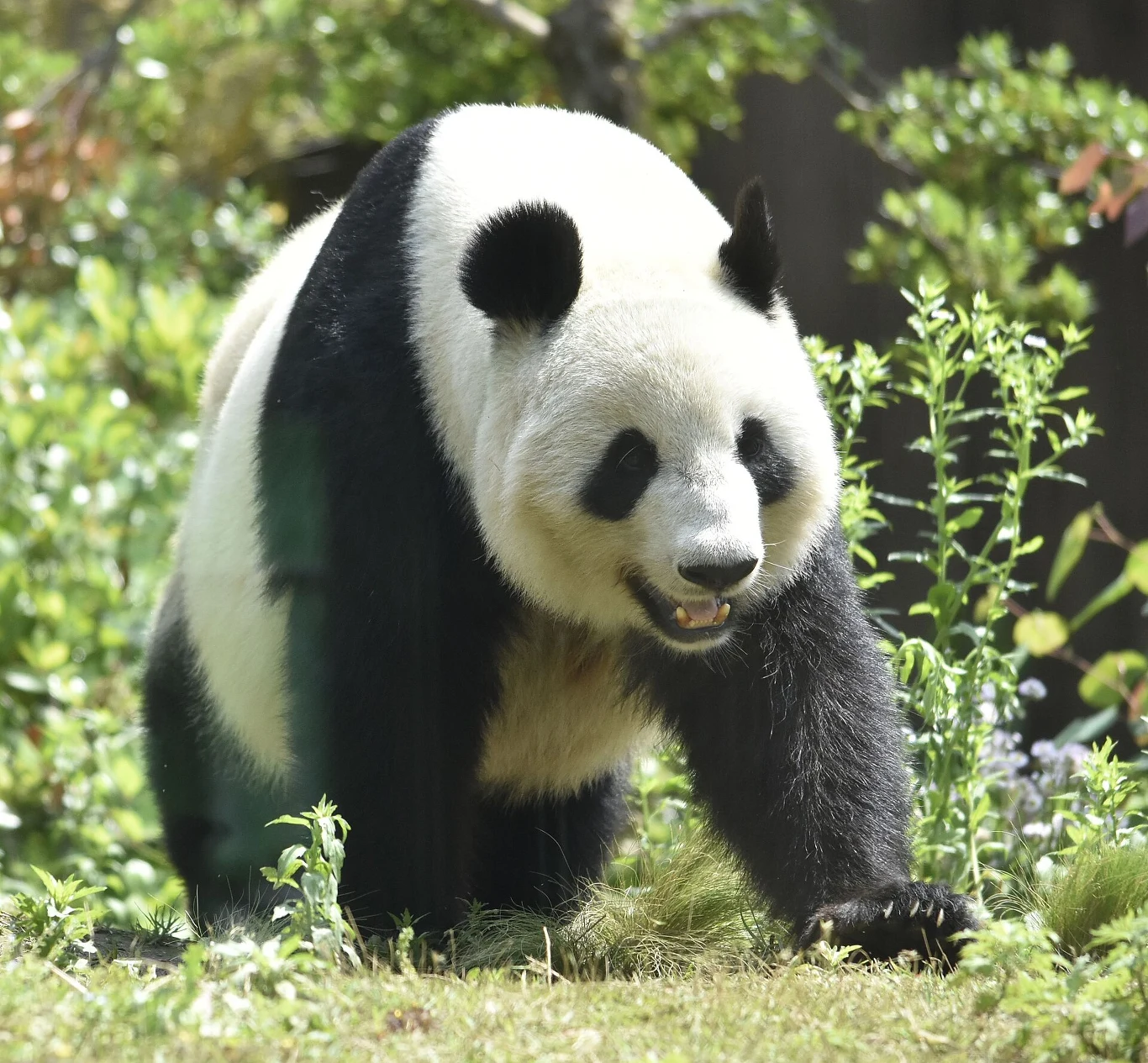 Szczątki wymarłego przodka obecnej pandy wielkiej znaleziono w jaskini w południowych Chinach Panda wielka z czarno-białym futrem spacerująca po zielonej trawie wśród roślinności.
