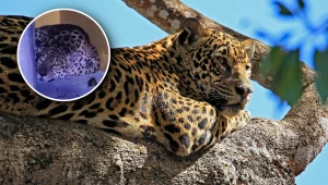 Na terenie jednej z uczelni w Kolumbii pojawił się jaguar