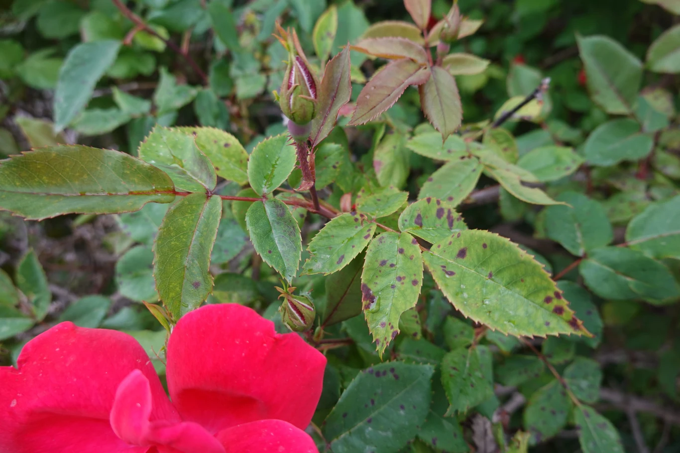 Rose bush leaves and buds exhibiting symptoms of black spot disease, a prevalent fungal infection affecting plant health and growth Liście krzewu róży z brązowymi plamami choroby, czerwony kwiat róży na pierwszym planie.