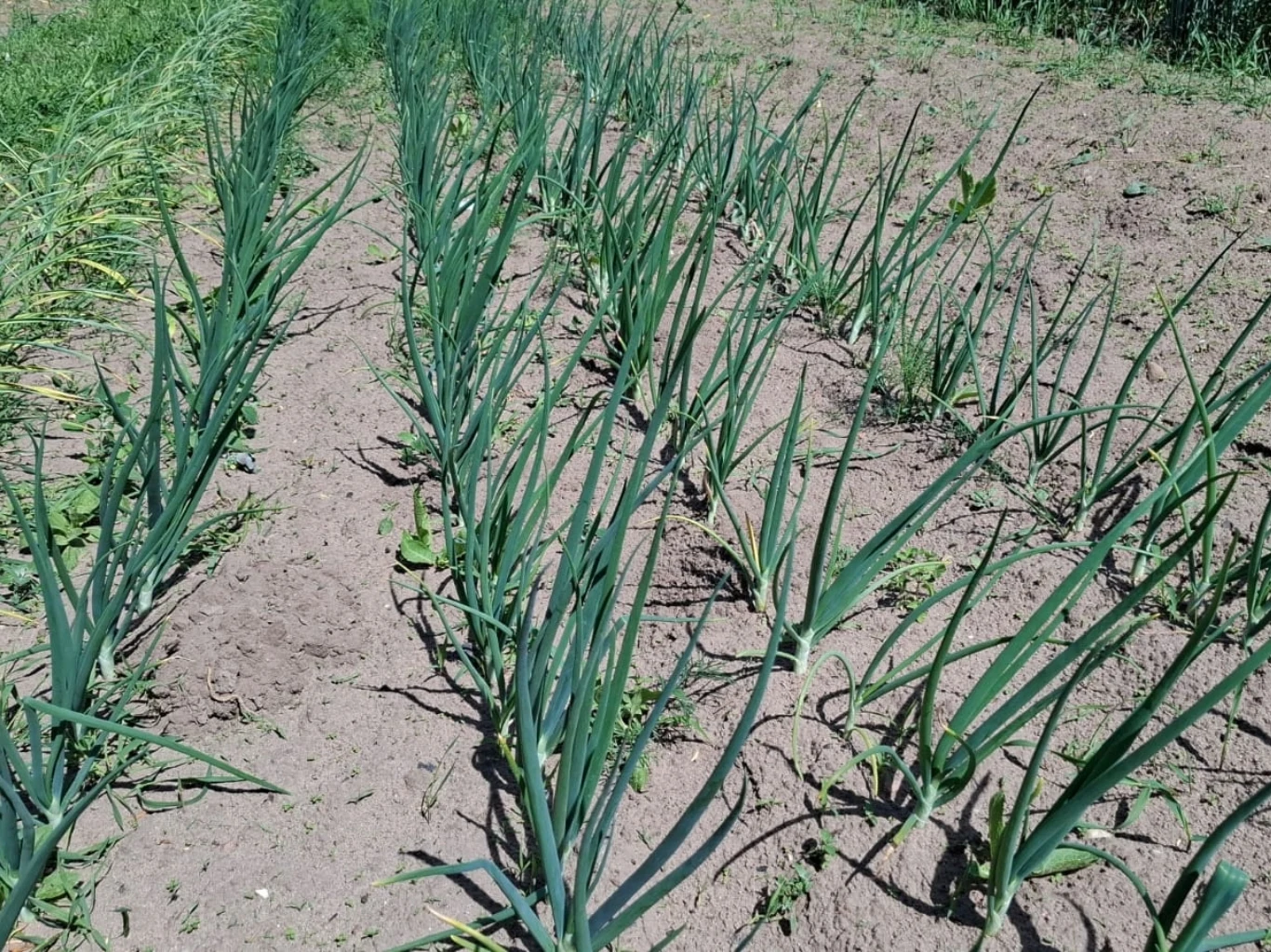 Przygotuj naturalną gnojówkę dla cebuli, żeby zwiększyć swoje plony Rzędy zielonych cebul rosnących na suchym polu warzywnym, przygotowane do nawożenia naturalną gnojówką.