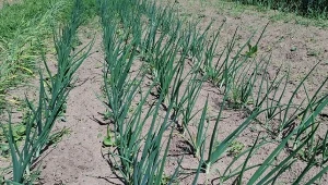 Cebula rośnie duża jak pięść. W czerwcu podlej ją naturalną gnojówką