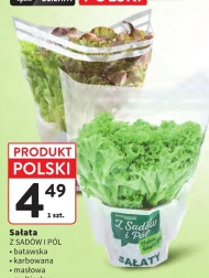 Sałata masłowa Z Sadów i Pól