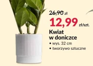 Roślina doniczkowa
