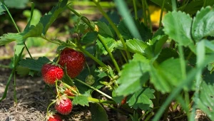 W uprawie truskawek można wykorzystać proszek musztardowy jako naturalne wsparcie. 