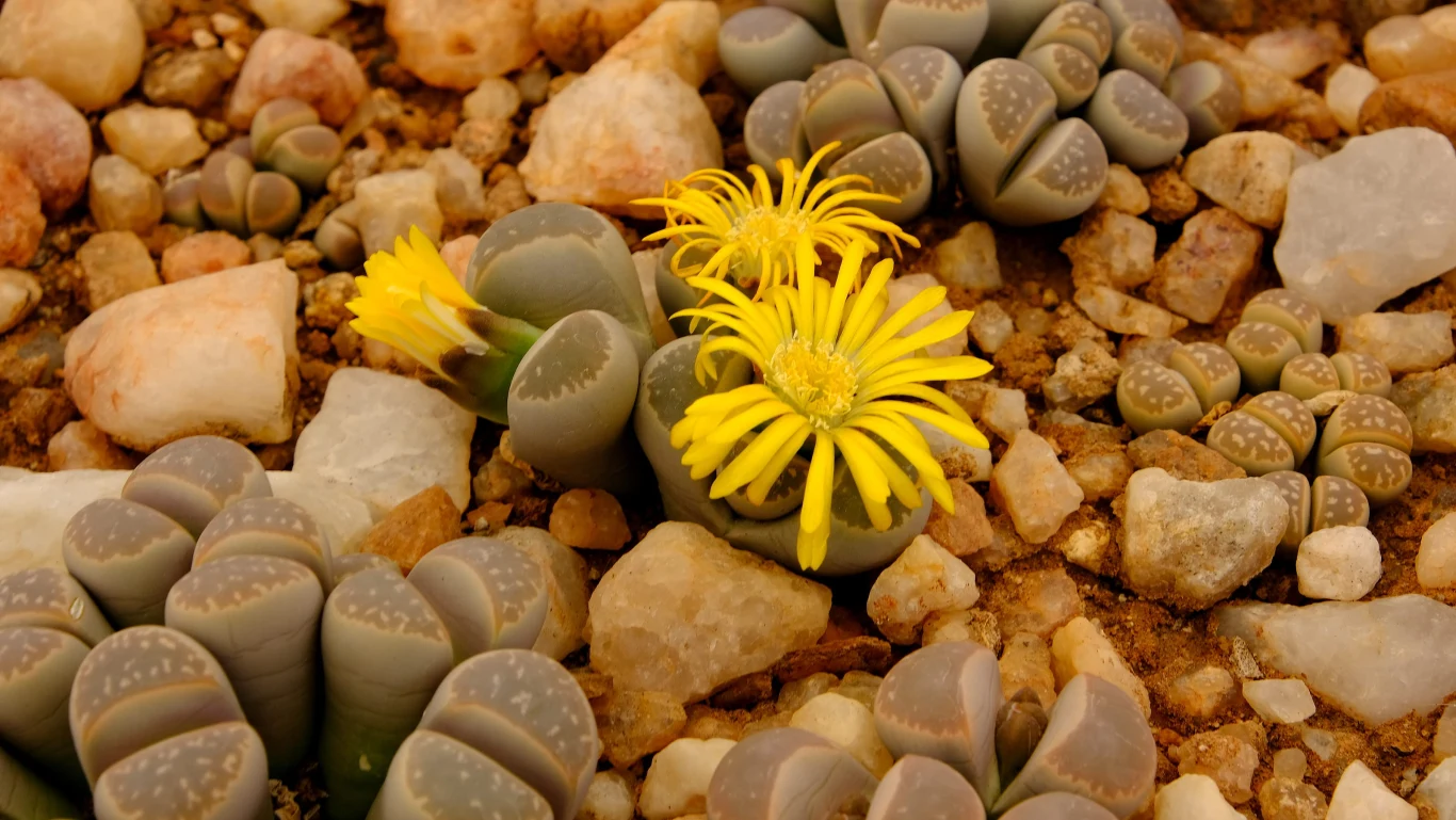 Grupa sukulentów Lithops o szarozielonym zabarwieniu z jasnożółtymi kwiatami rosnących pomiędzy kamieniami.