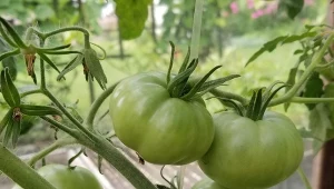Więcej dużych i słodkich pomidorów. Obrywaj tylko niektóre liście
