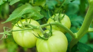 Pomidory i borówki ją uwielbiają. Potasowa "zupa" lepsza niż zwykły nawóz