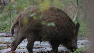 Incydent z udziałem dzika w Krakowie. Miasto reaguje