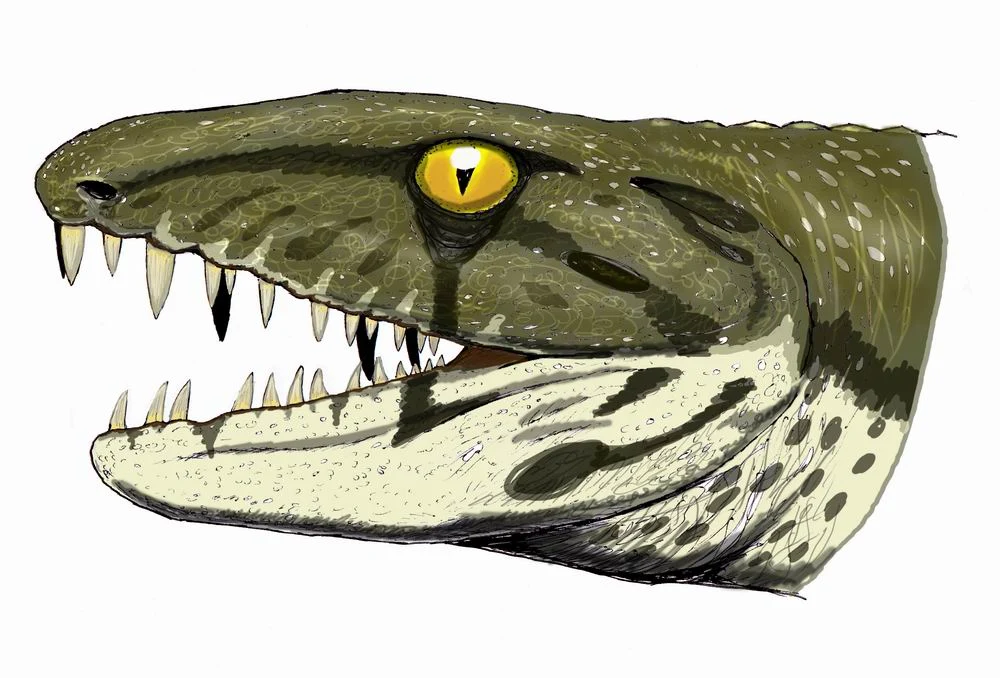 Antrakozaur z epoki karbonu. Ten drapieżny emblomer żył na Wyspach Brytyjskich i w Stanach Zjednoczonych Głowa prehistorycznego gada z długimi, ostrymi zębami, żółtym okiem i zielono-brązową łuskowatą skórą pokrytą cętkami.