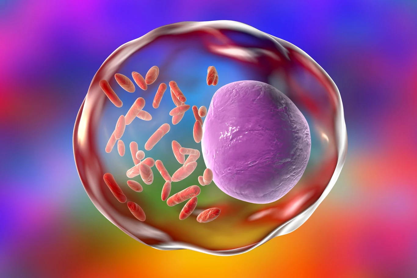 Komórka z dużym fioletowym jądrem oraz licznymi podłużnymi mitochondriami rozmieszczonymi w cytoplazmie.