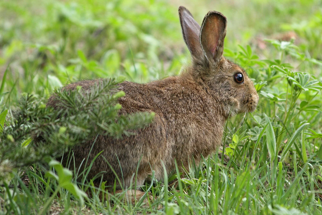 Kleszcze Haemaphysalis leporispalustris żerują na ssakach takich jak zając amerykański Brązowy królik siedzący na zielonej trawie, częściowo ukryty za gałęzią świerku.