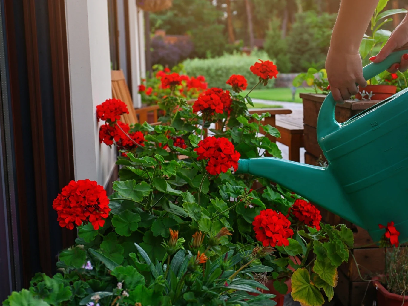 Jak podlewać pelargonie, by bujnie kwitły? Czerwone pelargonie podlewane zieloną konewką na tarasie, wokół rośliny i zieleń.