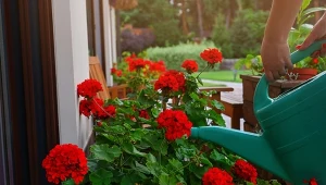 Najważniejsza zasada podlewania pelargonii. Wyglądają jak z katalogu