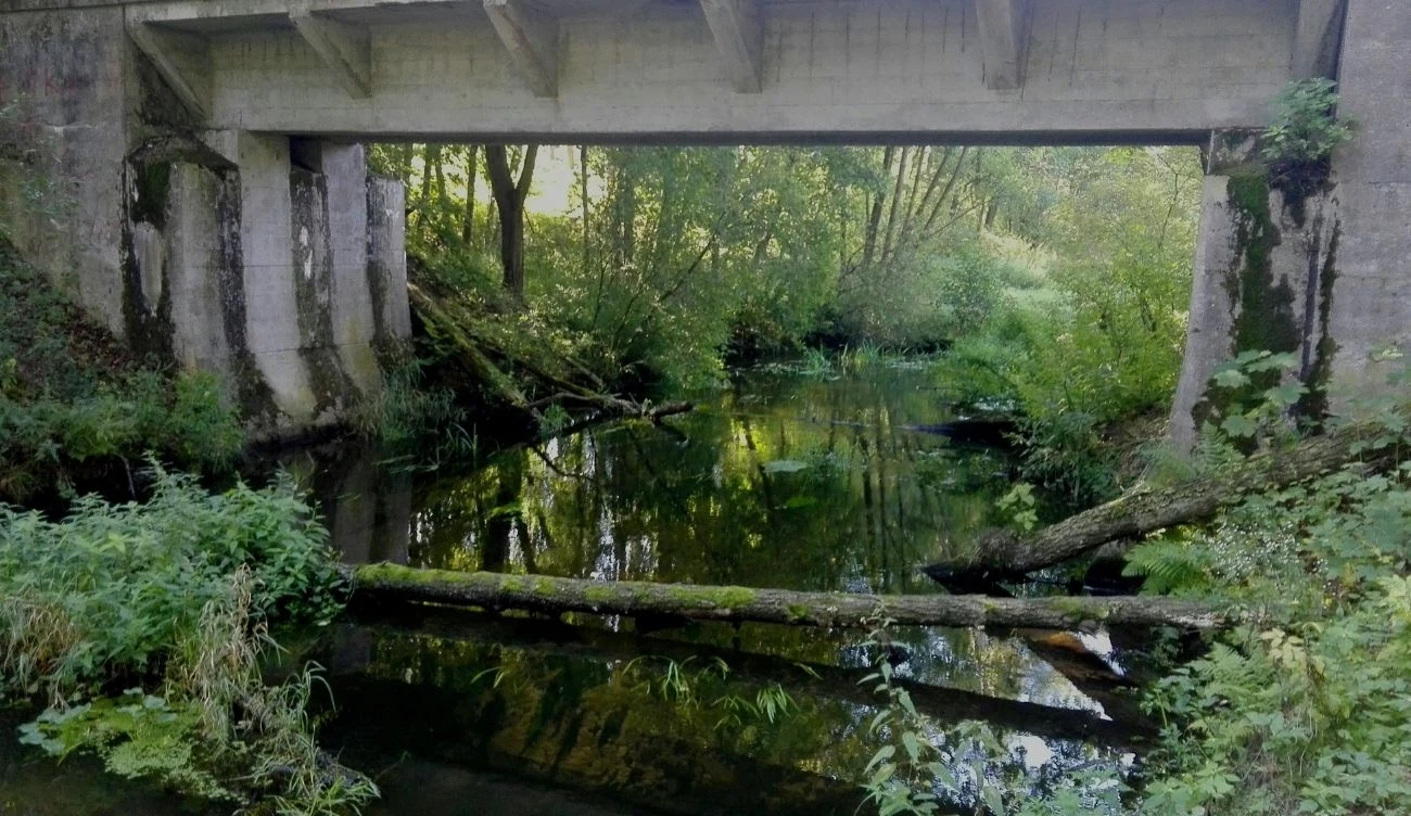 Jeden ze szlaków prowadzi torami dawnej kolejki wąskotorowej Betonowy most nad leśnym strumieniem, wokół gęsta zieleń, powalone pnie drzew leżące w wodzie.