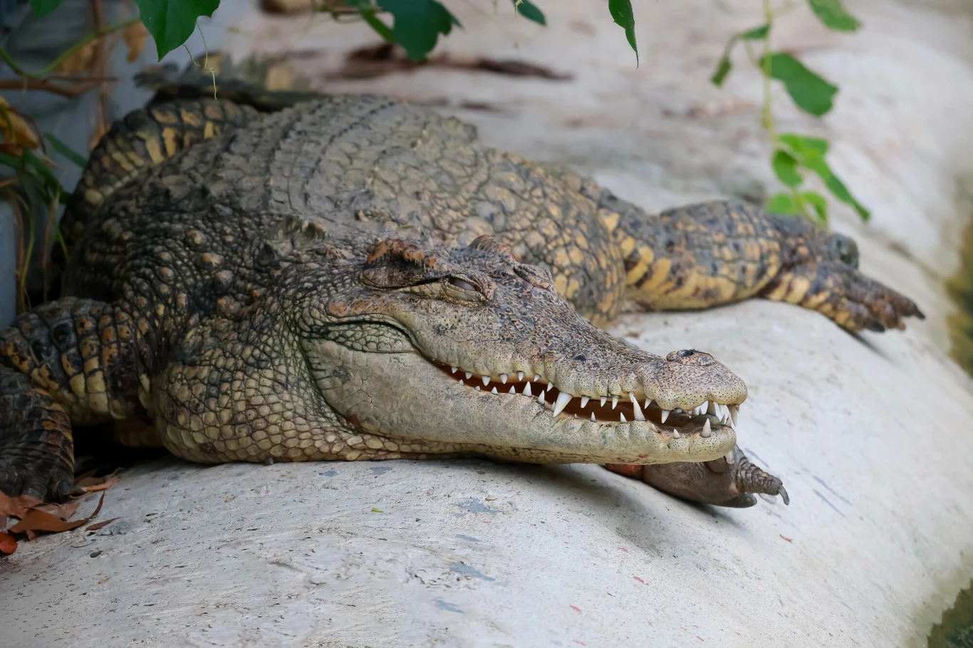 Dziecko trafiło na wybieg krokodyli w angielskim zoo Duży krokodyl leży na jasnym podłożu w zoo, widoczne ostre zęby i łuskowata skóra, częściowo w cieniu roślin.