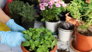 Bazylia cytrynowa nie tylko świetnie smakuje, ale też odstrasza komary