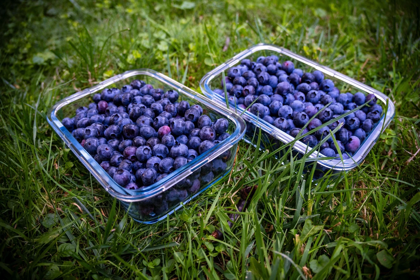 Kiedy lepiej wybrać borówkę amerykańską zamiast borówki czarnej? Dwa plastikowe pudełka z borówką czarną i borówką amerykańską na zielonej trawie.