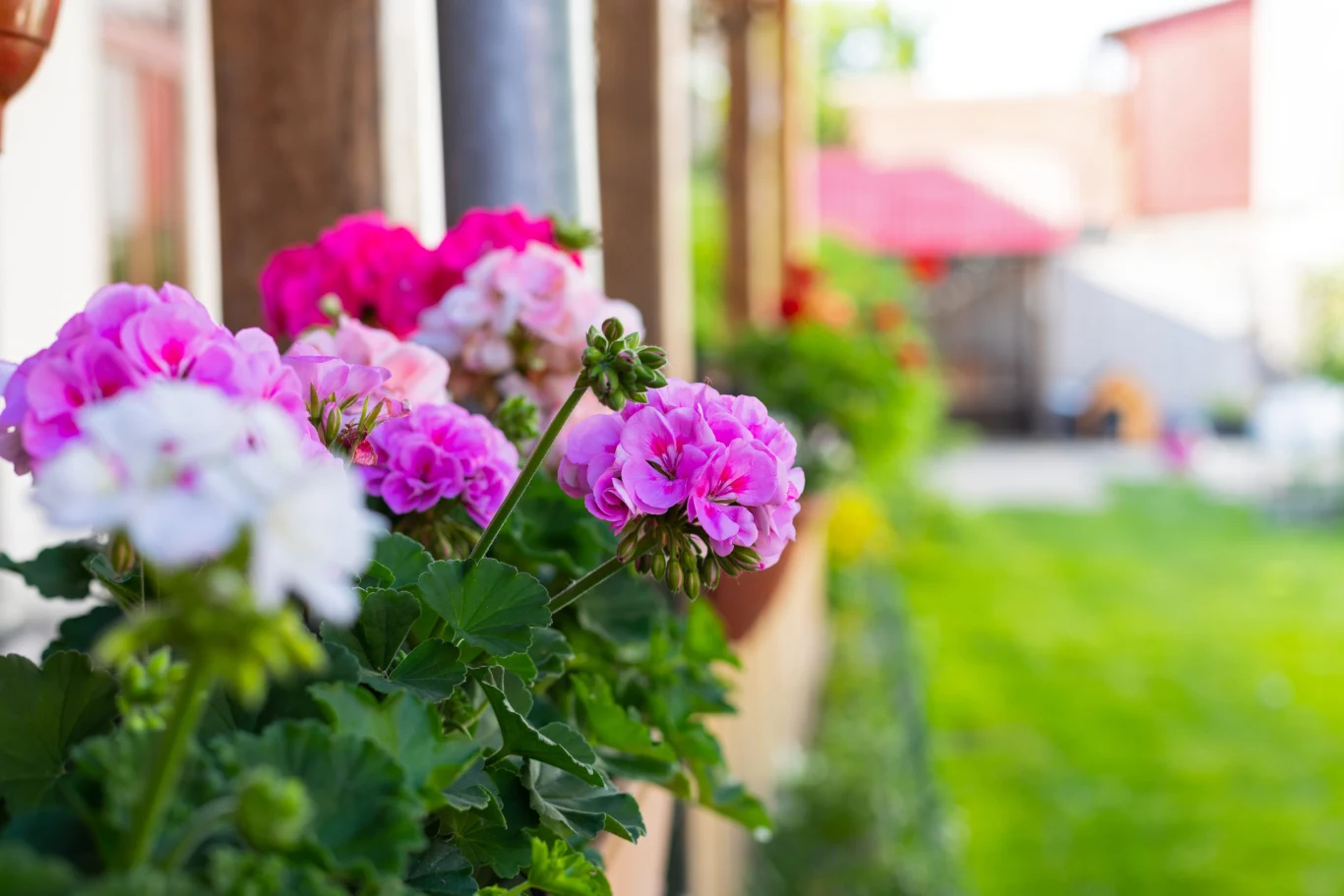 Zanim kupisz nowe kwiaty, wykorzystaj pędy swoich pelargonii. Różowe i fioletowe pelargonie w skrzynce balkonowej na tle zielonego ogrodu, gotowe do pobrania sadzonek.