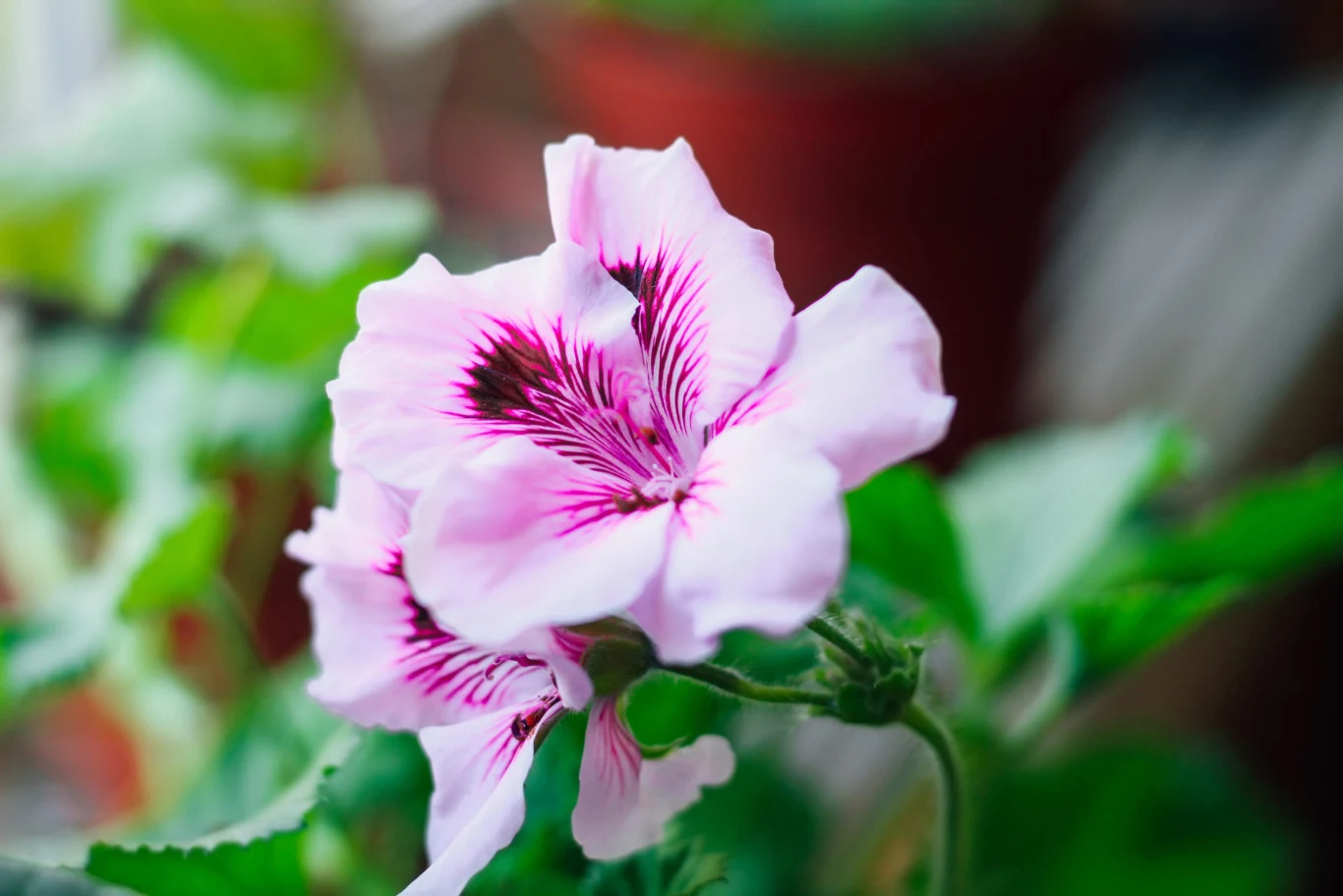 Najlepszy czas na rozmnażanie pelargonii to właśnie lato. Jasnoróżowy kwiat pelargonii z wyraźnymi ciemnoróżowymi żyłkami na płatkach, otoczony zielonymi liśćmi.