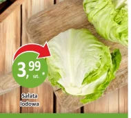 Sałata lodowa