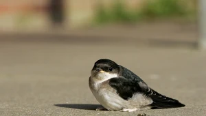 Oknówka