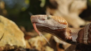 Mokasyn miedziogłowiec to jadowity wąż Ameryki Północnej. Niemieccy piłkarze spotkali go w Karolinie Północnej