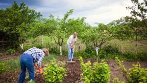 Rozłóż obficie na grządkach. Pomaga do deszczu, zatrzyma wodę i chwasty