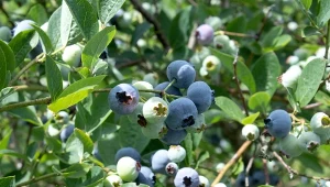 Potasowa naturalna "zupa". Borówki rosną po niej o niebo lepiej