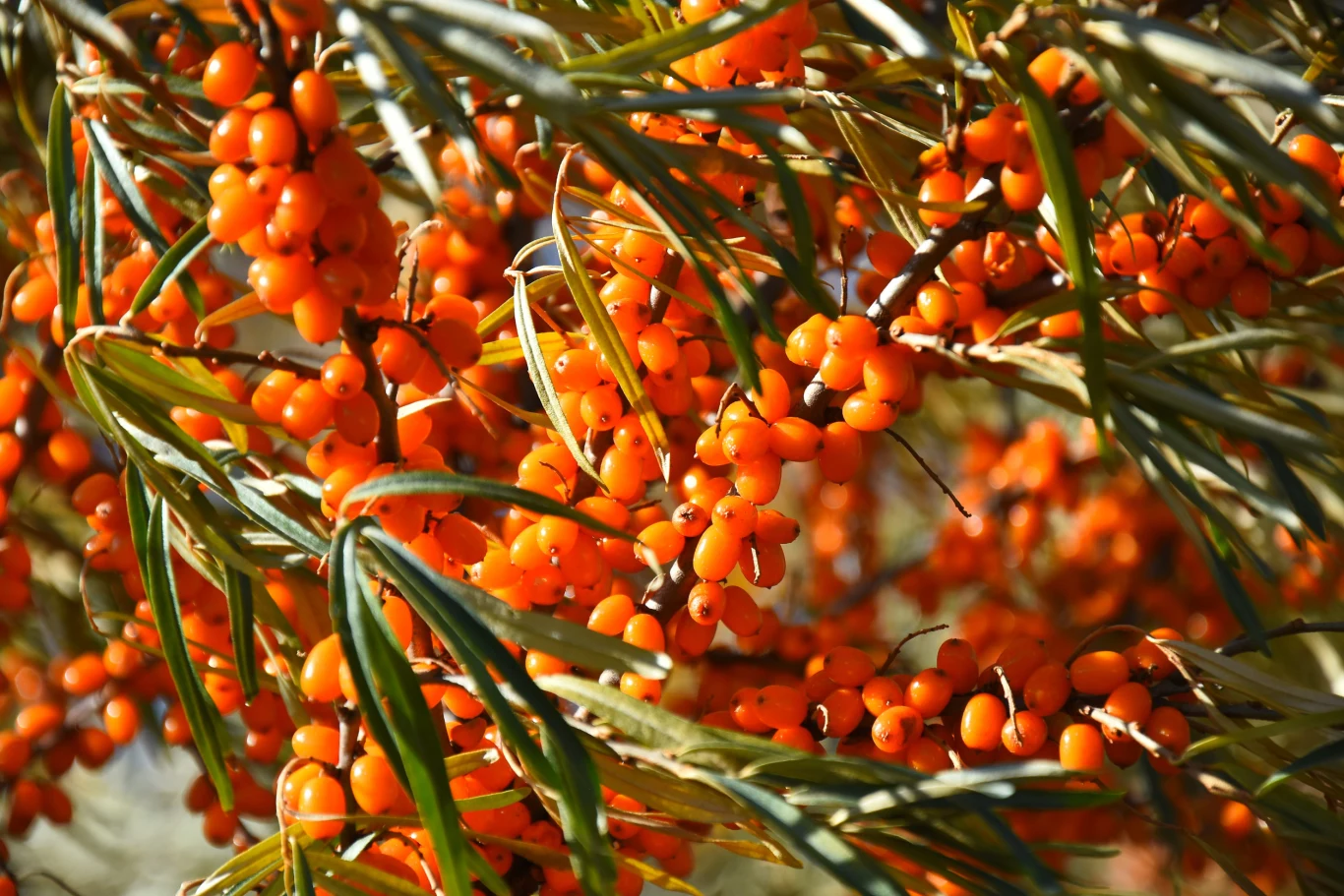 Dla właścicieli małych ogrodów ciekawym rozwiązaniem są odmiany samopylne rokitnika, np. ‘Friesdorfer Orange’. Gałązki rokitnika obficie pokryte pomarańczowymi owocami, otoczone wąskimi, zielonoszarymi liśćmi.