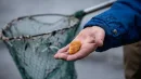 Drogie złoto Bałtyku. Ile kosztuje bursztyn i od czego zależy cena?