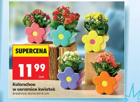 Каланхое